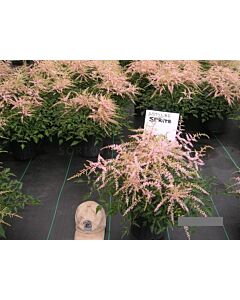 НОВО! Астилбе Спрайт/ ASTILBE SPRITE/ 