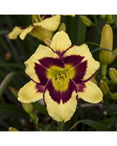 Хемерокалис Десперадо / Hemerocallis El desperado / 1 бр