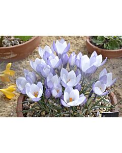 Минзухари  / Crocus weldenii Fairy / 1 бр
