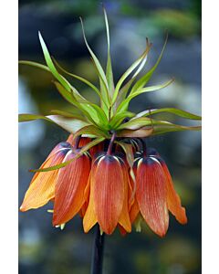 Фритилария / Fritillaria imperialis 'Mahler' / 1 бр