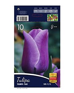 Лале Triumph Blue 11/12