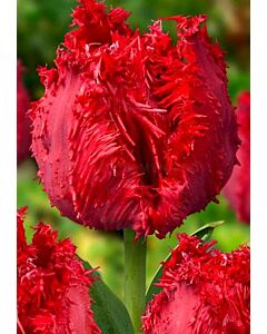 Лале Fringed Barbados (Special Edition)*