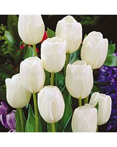 Лале Darwin Hybrid White dream 12/+