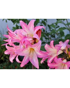 Амарилис Belladonna 18/20