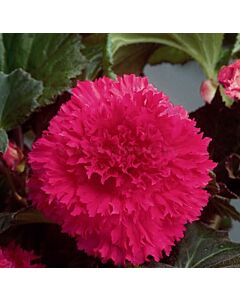 Бегония Fimbriata Pink 5/6
