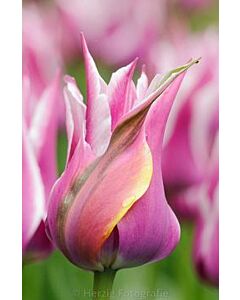 Лале Lilyflowering Moonshine 11/12