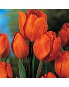 лале Multiflora orange bouquet 11/12