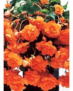 Бегония Pendula Orange 5/6