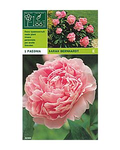 Божур Rose 2/3