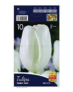 Лале Triumph-White 11/12