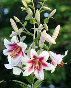 лилиум Oriental Trumpet Altari 14/16