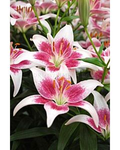 Лилиум Asiatic Strawberry and Cream 14/16