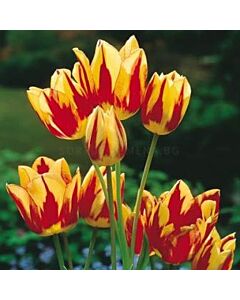 Лале Multiflora Color Spectacle 11/12