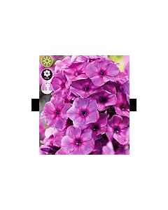Флокс Classic Cassis - 1 оп (1 коренище)