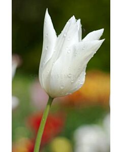 лале lily-flowered White Triumphator 11/12*