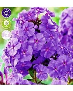 Флокс Paniculata Amethyst - 1 оп (1 коренище)