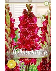 Гладиол Burgundy