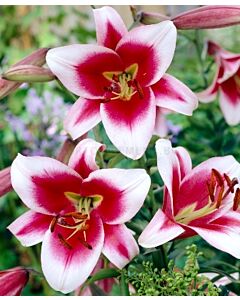 Лилиум Oriental Trumpet Friso 12/14 