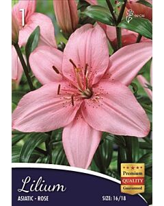 Лилиум Asiatic Rose 16/18