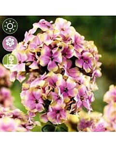 Флокс Paniculata Sherbet Blend - 1 оп (1 коренище)