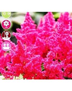 Астилбе younique ruby red - 1 оп (1 коренище)