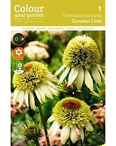 Ехинацея Cocunut Lime - 1бр