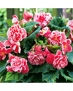 Бегония Camellia 5/6+ 