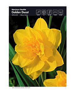 Нарцис Golden Ducat 12/14