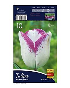 Лале Triumph Shirley 12/+