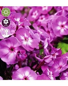 Флокс Paniculata Laura - 1 оп (1 коренище)