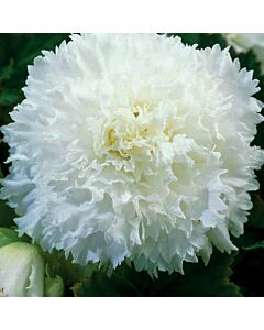 Бегония Fimbriata White 5/6