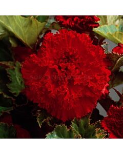 Бегония Fimbriata Red 5/6
