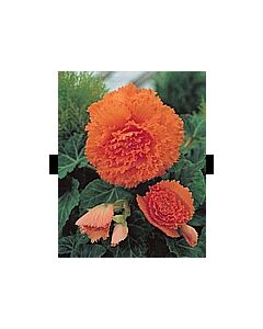 Бегония Fimbriata Salmon 5/6 