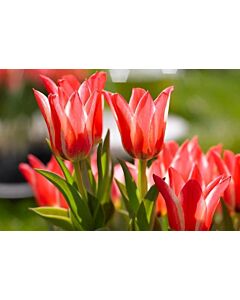 Лале Botanical Pinocchio 11/12