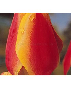 Лале  Аpeldoorn's Elite Red/Yellow 12/+ 