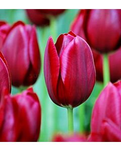 Лале National Velvet 11/12 