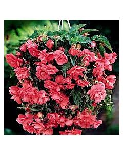 Бегония Pendula Pink 5/6 