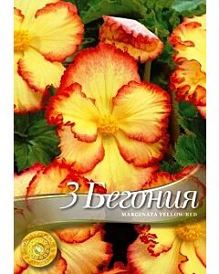 Бегония Marginata yellow/red (1оп - 3 луковици)