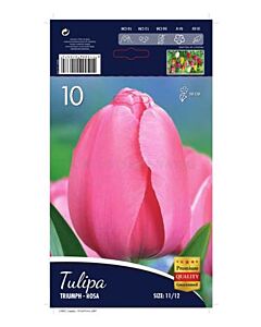 Лале Triumph Renown/Rosa 12/+