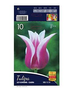 лале Lilyflowering Claudia 11/12 - 1 оп (10 луковици)