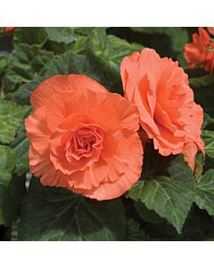 Бегония Double Orange 5/6