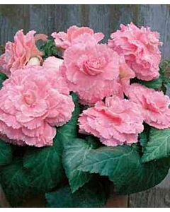 Бегония Lace Pink 5/6+