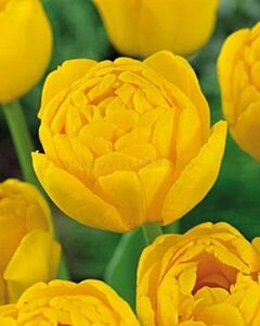 Лале Double Yellow Pomponette 11/12