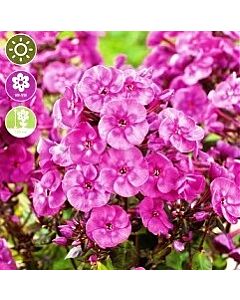 Флокс Paniculata Smokey - 1 оп (1 коренище)