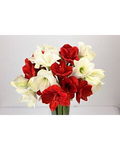 Амарилис Градински Микс кичест 34/36 