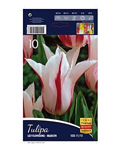 Лале Lilyflowering Marilyn 11/12