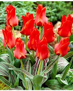 Лале Botanical Roodkapje 11/12