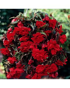 Бегония Pendula Red 5/6 