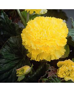 Бегония Fimbriata Yellow 5/6