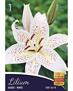 Лилиум Asiatic White 16/18 